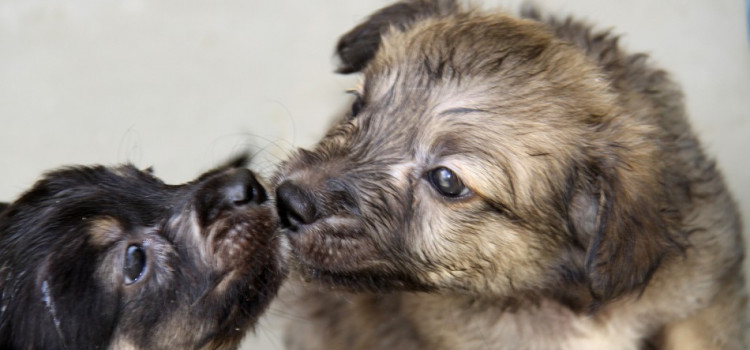 Abertas as inscrições para fórum sobre bem-estar animal