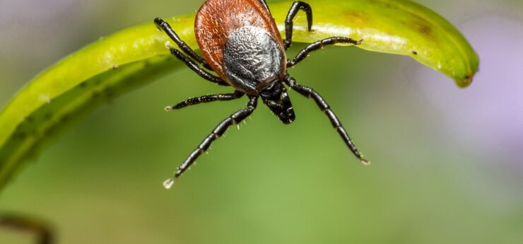 Vigilância Epidemiológica dá dicas para prevenir carrapatos