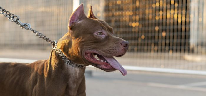 Justiça mantém condenação por ataque de pitbull em restaurante