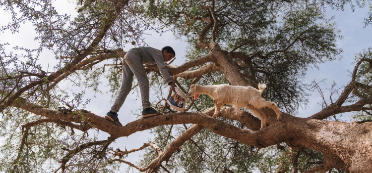 As cabras que sobem em árvores no Marrocos