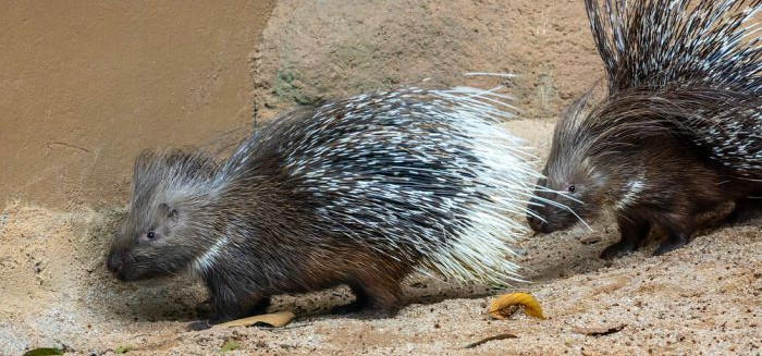 Porcos-espinhos gigantes da África chegam ao Zoo de SP