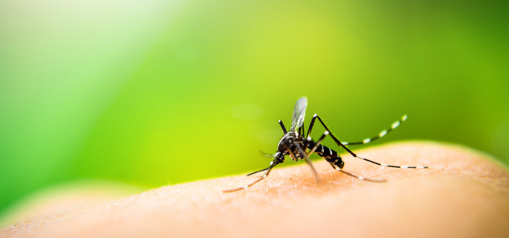 Brasil ultrapassa o número de 500 mortes por dengue em 2022