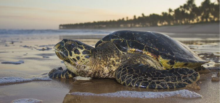O Brasil turístico é o que conserva e cuida da biodiversidade