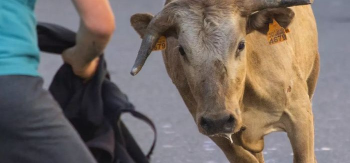 Polícia Civil indicia 42 homens por farra do boi e associação criminosa em SC