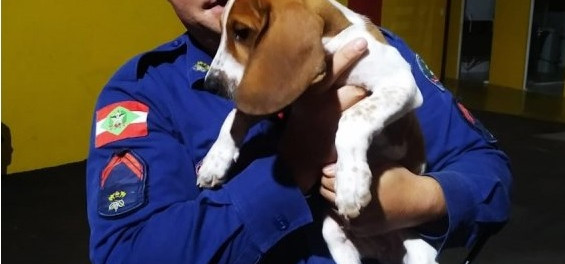 Bombeiros de SC tem duas novas raças de cães em treinamento