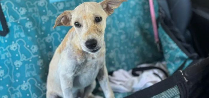 Toby recebe alta após mistério sobre ferimentos no Salto Norte