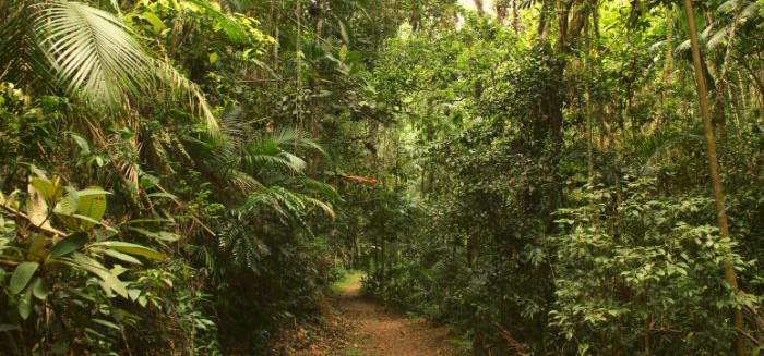Sesc promove caminhada gratuita com trilha no Centro de Blumenau
