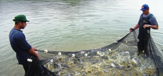 Santa Catarina aumenta em 10,6% a produção de peixes de água doce