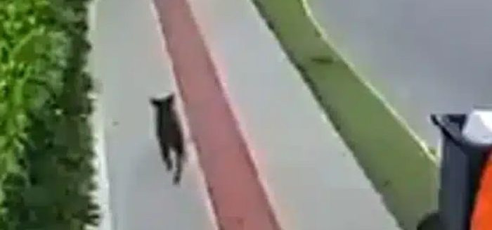 Caso Orelha: vídeo sugere reviravolta em investigação de maus-tratos em SC