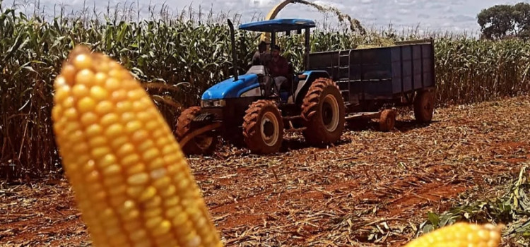 Agro catarinense fomenta a economia