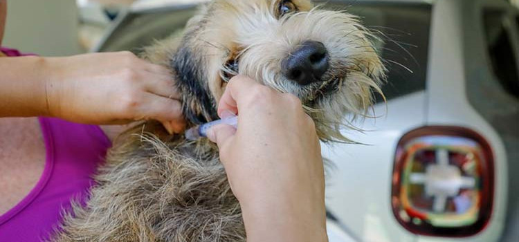 Blumenau inicia 2026 com vacinação de cães do programa Pet Seguro