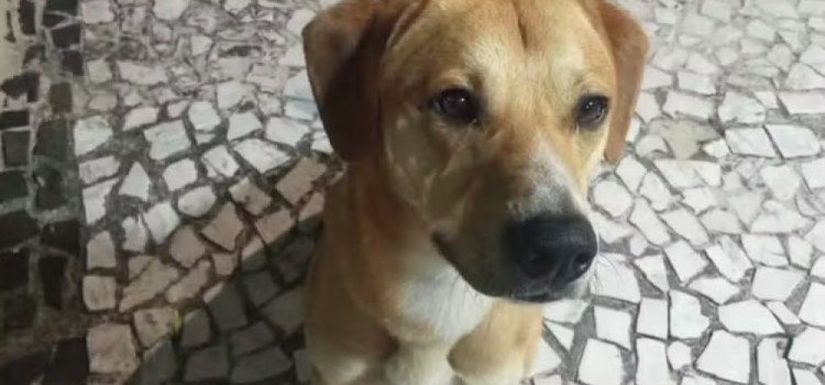 Polícia descarta ligação entre agressores do cão Orelha e afogamento de Caramelo