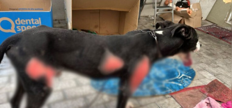 Criminoso é preso por arrastar cachorro por caminhão