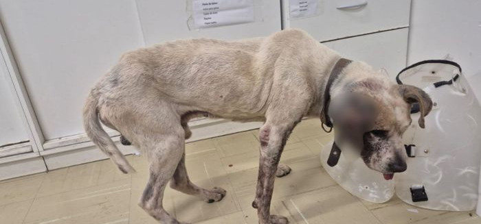 Polícia prende homem por maus-tratos a cão no Salto Weissbach