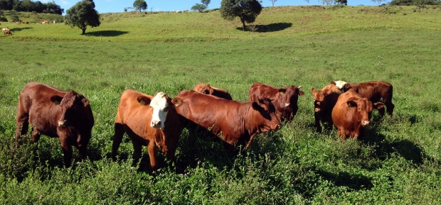 Santa Catarina está sem casos de febre aftosa há 11 anos