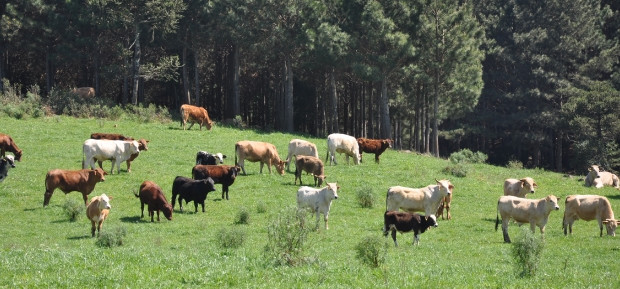 Carne bovina catarinense conquista o mercado internacional
