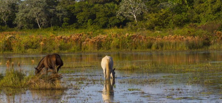 Conheça os 'Safaris' do Brasil