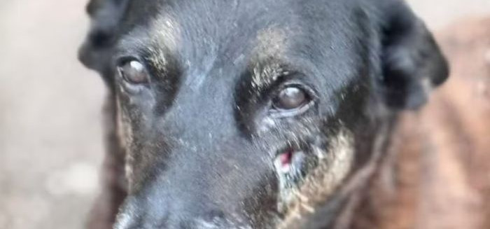 Justiça autoriza exumação do corpo do cão Orelha para nova perícia técnica