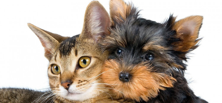 Câmara aprova aumento de pena para quem ferir cães e gatos