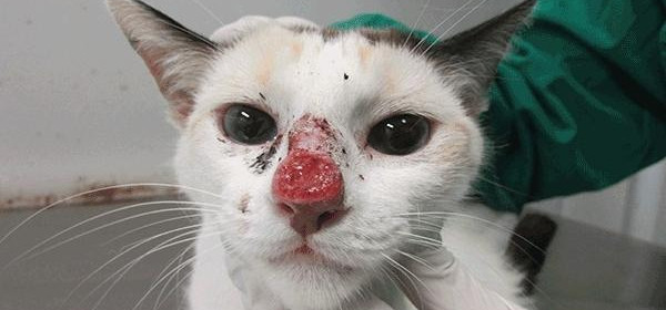 Alerta: avanço da esporotricose em pets preocupa autoridades