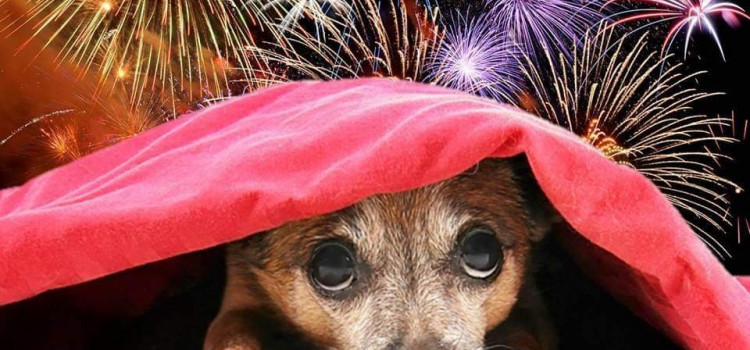 Pets e fogos de artifício: como preparar seus animais