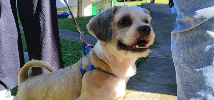 Cãominhada mobiliza 5 mil pessoas e arrecada 1,5t de ração