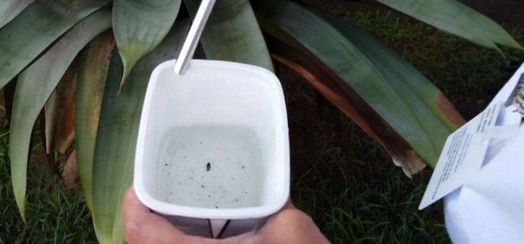 Blumenau registrou mais de 1.300 focos do Aedes aegypti
