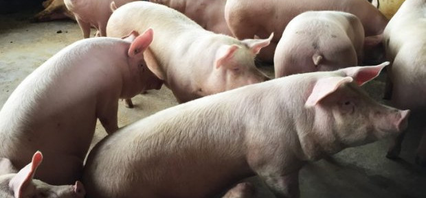 Exportação de carne suína catarinense bate recorde histórico 