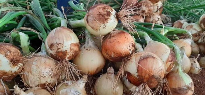 Pesquisa em SC cria cebola híbrida resistente para enfrentar crise no campo