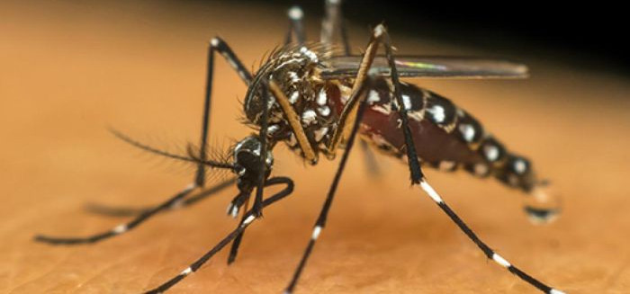 Blumenau confirma primeiro caso de dengue em 2026