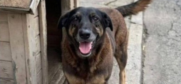 Manifestação em Blumenau pede justiça por Orelha