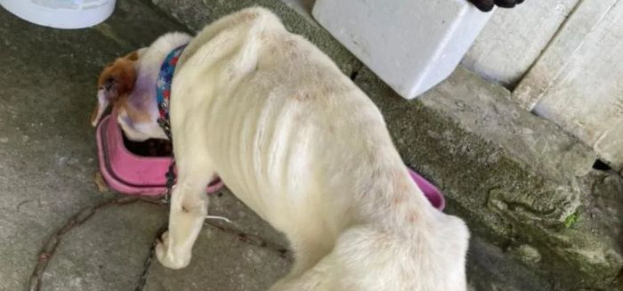 Polícia Civil prende dois homens por maus-tratos a cães em Blumenau