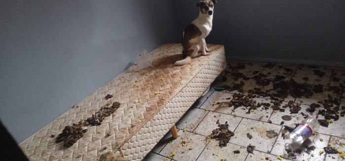 Polícia resgata cadeirante e animais em situação degradante em Indaial