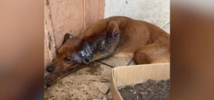 Sujeito é preso após cão ser resgatado em estado grave