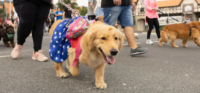 Cãominhada arrecada doações para proteção animal neste domingo