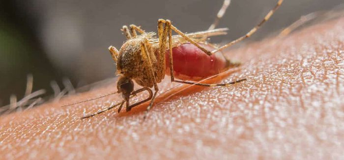 Novo estudo da UFSC revela: transmissor da malária são cinco espécies