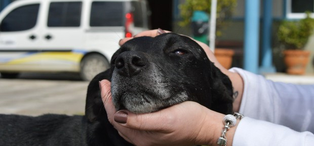 Morre cãozinho que esperou por seu dono por três anos em hospital.