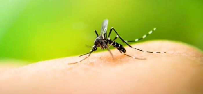 Blumenau registra cinco casos de dengue
