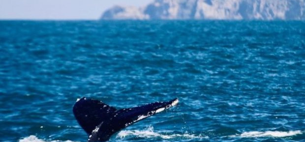 Temperatura do mar pode ter atraído baleias ao litoral catarinense