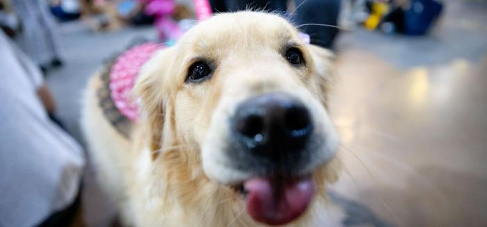 Cãominhada abre inscrições gratuitas para a 31ª edição