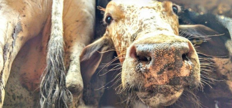 Exportação de animais vivos para abate pode ser proibida