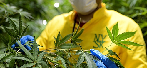 Justiça autoriza UFSC a cultivar insumos de Cannabis para pesquisa