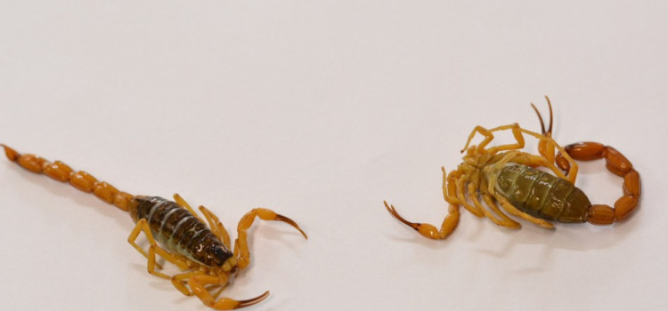 Vigilância alerta para cuidados com o escorpião amarelo
