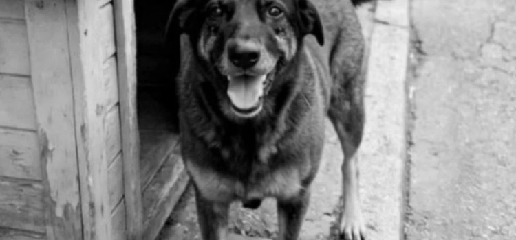 Cão Orelha: criminosos retornam ao Brasil e polícia faz apreensões