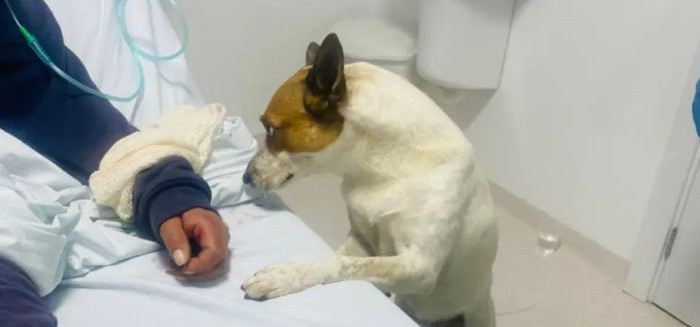 Cão fiel passa a noite ao lado de tutora em UPA de BC